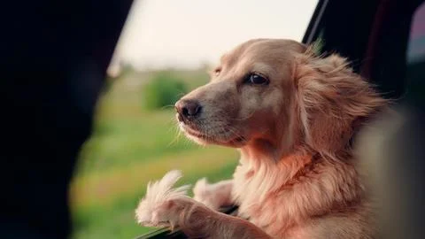 Kind dog blows by wind from open car window during trip. Charming dog look out Stock Photos