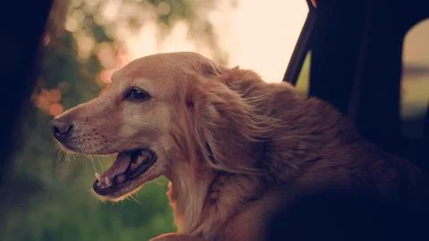 Kind dog blows by wind from open car window during trip. Charming dog look out Stock Photos