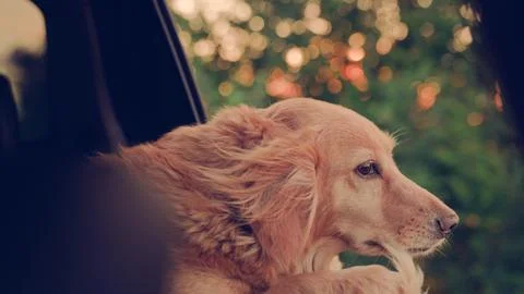 Kind dog blows by wind from open car window during trip. Charming dog look out Stock Photos