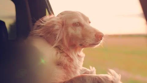 Kind dog blows by wind from open car window during trip. Charming dog look out Stock Photos