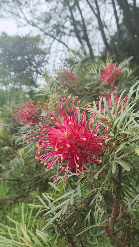 A kind of Flower Stock Footage 294406663