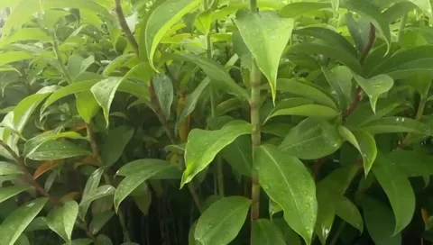Kind of  flower in the garden Stock Footage 323031981