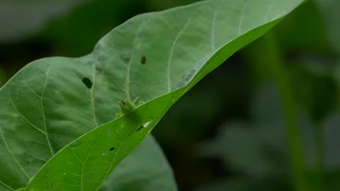 A Kind of Grasshopper on a Green Leaf Angle 1 Video stock 308868200