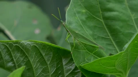 A Kind of Grasshopper on a Green Leaf Angle 2 Video stock 308869336