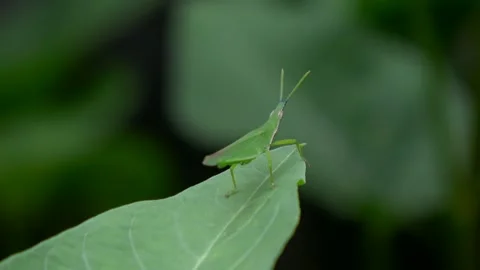 A Kind of Grasshopper on a Green Leaf Angle 3 Stock Footage 308873092