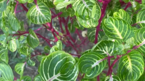 Kind of green in the garden Stock Footage 286221596