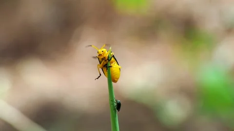 A kind of insects on the plant in the wild Stock Footage 330051009