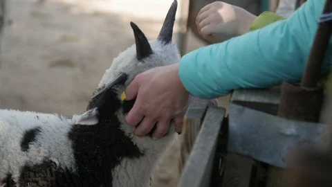 Kind lamb being caressed by visitors in a petting zoo. Slow motion 動画素材 107628051