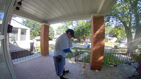 Kind Mailman Feeds a Friendly Stray Cat, Michigan, Detroit, USA - 27 Aug 2026 Stock Footage 344346948