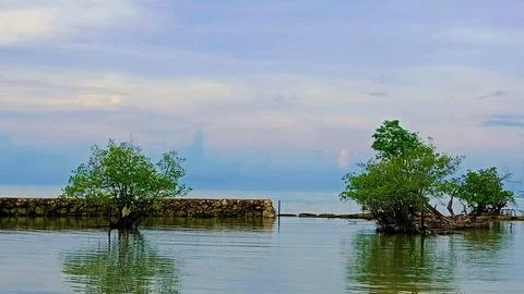 Kind of mangrove tree 库存照片