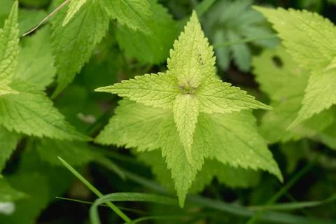 Kind of nettle that does not sting, grass, summer meadow.... kind of nettle t Stock Photos
