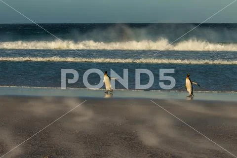 Kind penguins coming to shore on a windy day Stock Photos