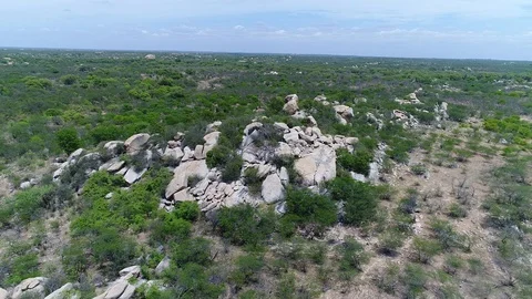 A KIND PLACE CALL CAATINGA IN BRAZIL Stock Footage 101473075