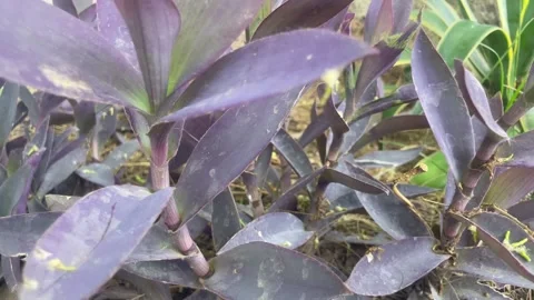 Kind of plants in the garden Stock Footage 286221240