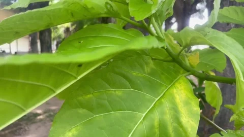 Kind of plants in the garden Stock Footage 286221581