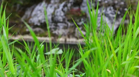 Kind of rocks through the grass Stock Footage 48816155
