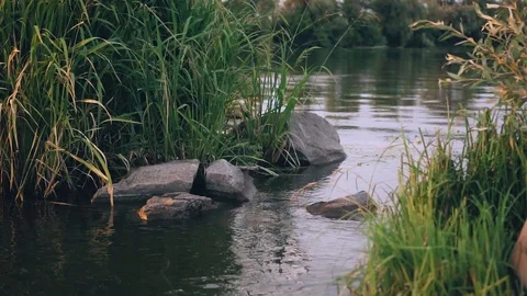 Siren Bigbank Stock Footage ~ Royalty Free Stock Videos | Pond5