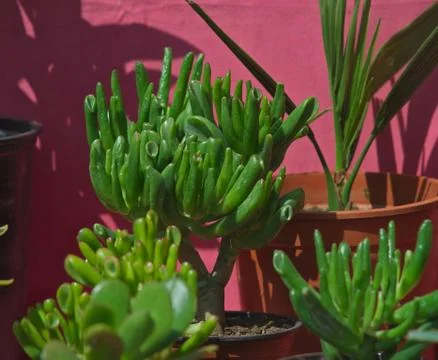 Kind of small cacti without thorns in pots Stock Photos