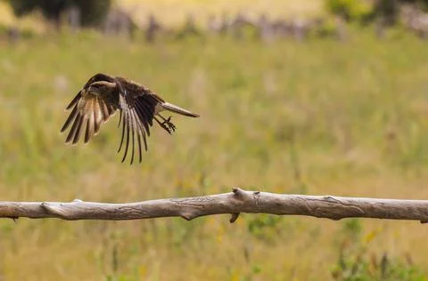This kind of small eagle or condor was one of the most viewed birds in Easter Foto stock