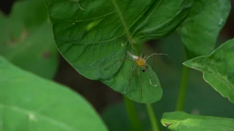 A Kind of Small Spider On a Green Leaf Angle 3 Stock Footage 308872752