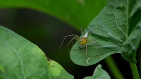 A Kind of Small Spider On a Green Leaf Angle 2 Stock Footage 308872941