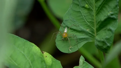 A Kind of Small Spider On a Green Leaf Angle 1 Stock Footage 308872955