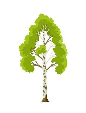 Kind of tree icon, birch. Deciduous plant. Green crowns and lush foliage with Stock Illustration