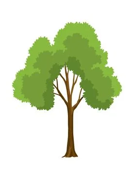 Kind of tree icon, oak. Deciduous plant. Green crowns and lush foliage with Stock Illustration
