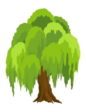 Kind of tree icon, willow. Deciduous plant. Green crowns and lush foliage with Stock Illustration