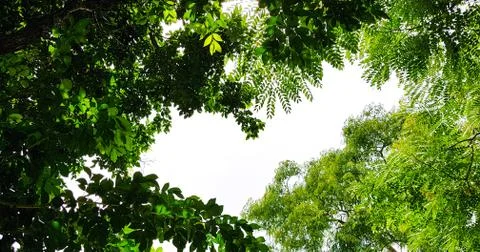 Kind of trees in the forest,in the view from below into the sky Stock Photos
