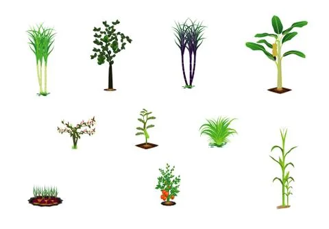 Kind of vegetable on white background vector design Stock Illustration