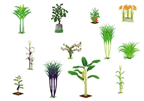 Kind of vegetable on white background vector design Stock Illustration