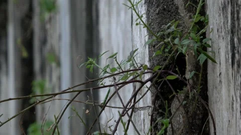 A Kind Of Wild Plant Grows In Between The Walls Stock Footage 309263363