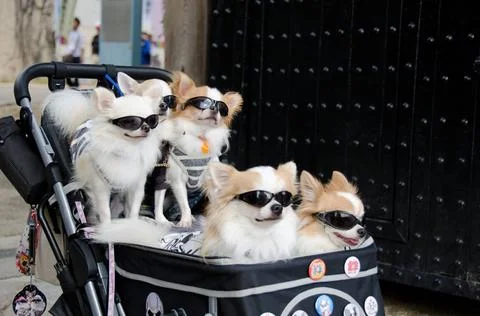 Kinderwagen mit fünf Hunden und Sonnenbrillen Fünf Hunde mit Sachen in ein. Stock Photos
