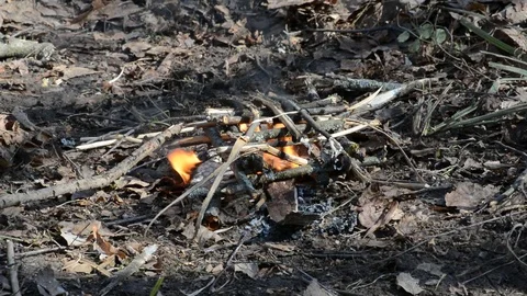 Kindling of fire from branches and leaves in a dry forest Stock Footage 88608824