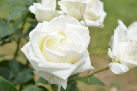 The kindness Stock Photos