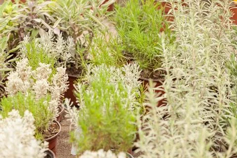 Kinds of herbs Stock Photos