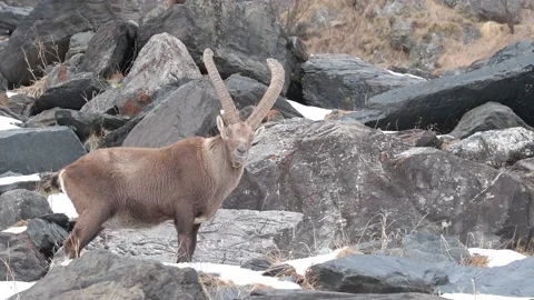 The King of the Alps, face to face with the mighty Ibex male (Capra ibex) Video stock 170745863
