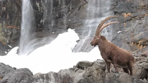 The King of the Alps with waterfalls on background Video stock 170743659
