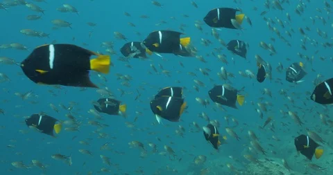 King Angelfish (Holacanthus passer) 库存影片 115331604