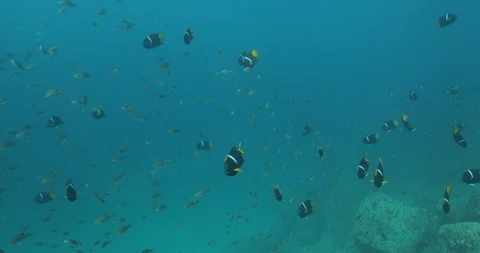 King Angelfish (Holacanthus passer) Stockbeeldmateriaal 115331985