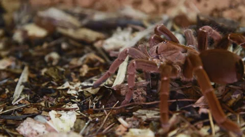 King Baboon Spider Stock Footage 38388441