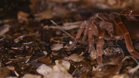 King Baboon Spider Stock Footage 38389101