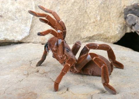 King Baboon Tarantula Stock Photos