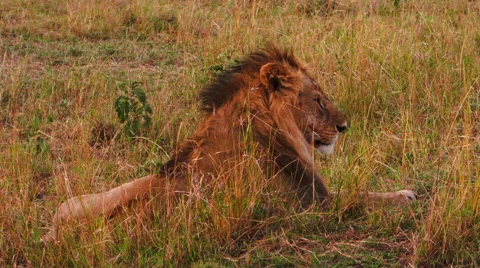 King of beasts. Lion, the head of the pride. Wild animals in Maasai Mara, Africa Stock Footage 67458572