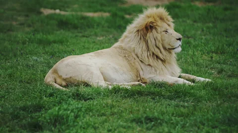 The king of beasts is resting peacefully on the green grass. Close-up Stock Footage 159641852