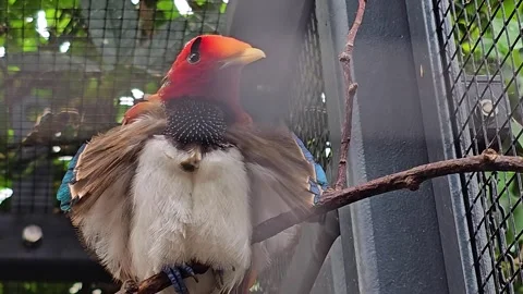A King bird-of-paradise Stock Footage 267658068