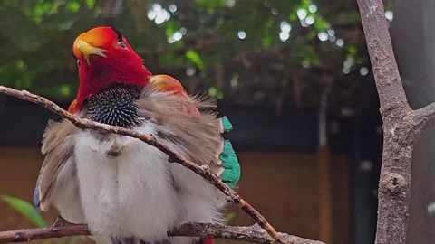 A King bird-of-paradise Stock Footage 267682968