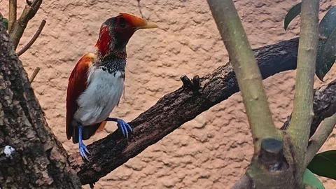 A King bird-of-paradise  Stock Footage 269889450