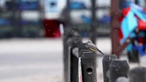 King Bird sitting on a post with bugs flying around Stock Footage 336144936